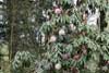 arboreum ssp cinnamomeum-1